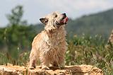 CAIRN TERRIER 553